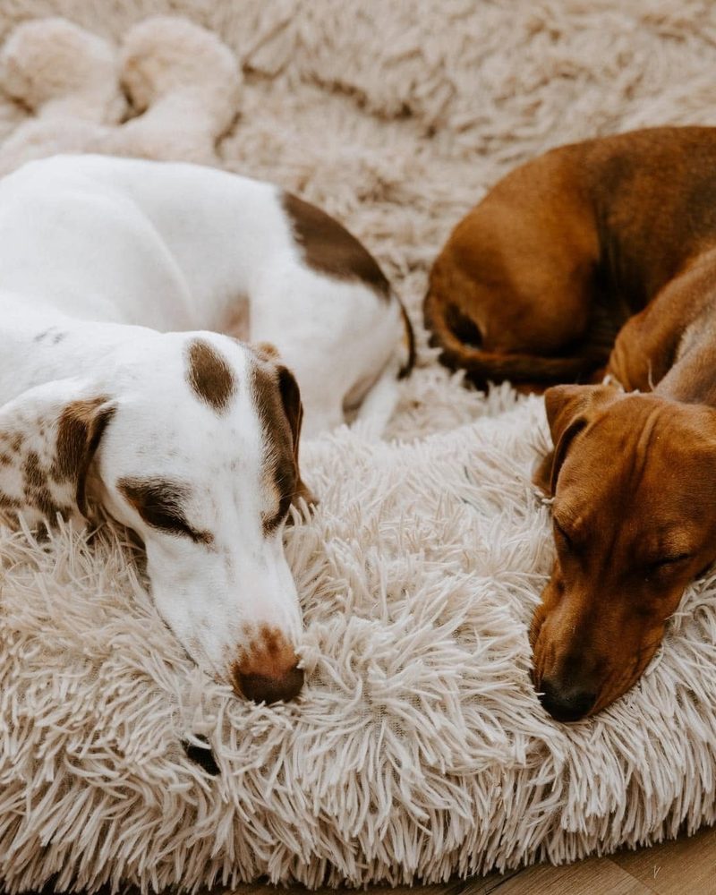 Janiece&rsquo;s rescue dachshunds, fast asleep